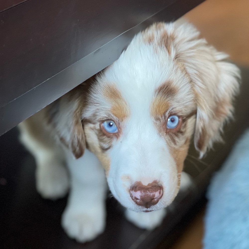 Meet your Posher, Brodie Sky🐾 - Picture 4 of 13